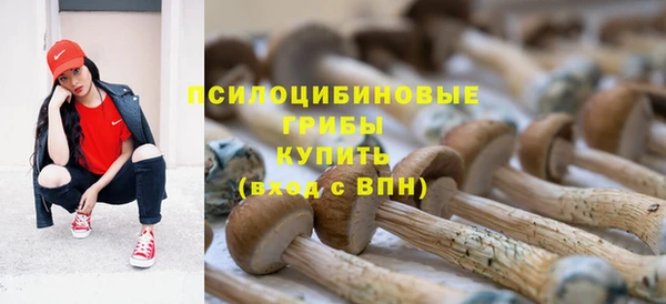 прущие грибы Богданович