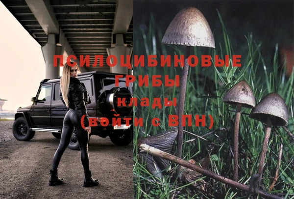 прущие грибы Богданович