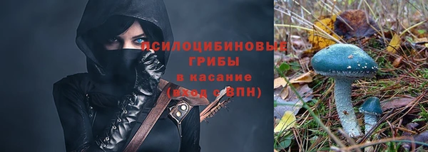 прущие грибы Белокуриха